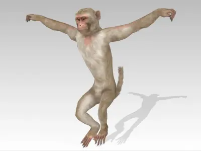 Macaque Low-poly 3D model