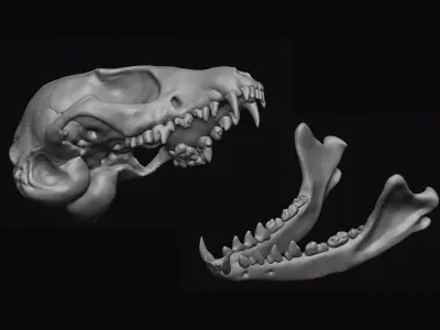 Fox Skull 3D model