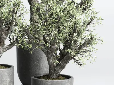 Collection outdoor plant 88 pot old olive tree concrete old vase 3D model