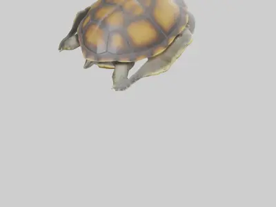 Flatback Turtle resting model Low-poly 3D model