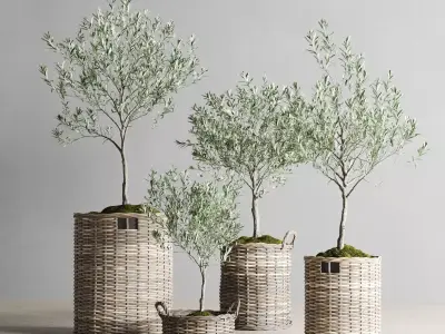 Olive Trees in Wicker Baskets 3D model