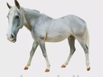 Gray Warmblood Horse with White Transition Low-poly 3D model