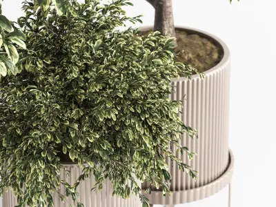 Indoor Plant Set 11  Benjamin  3D model