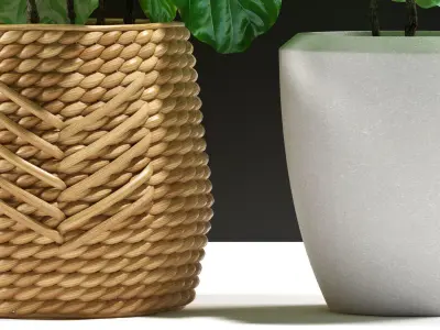 ficus plants 115 3D model