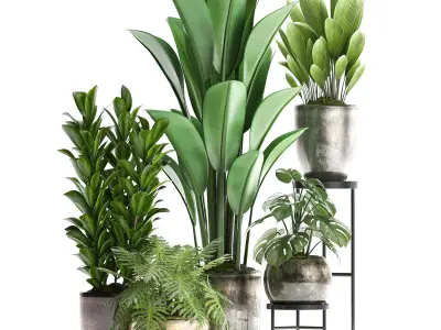 Collection Exotic plants 361 3D model