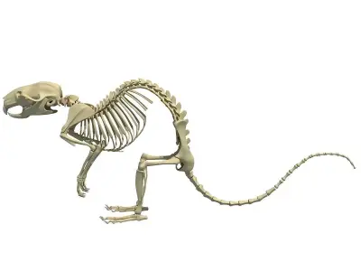 Rat Skeleton 3D model