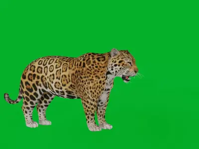 Jaguar Low-poly 3D model purchase