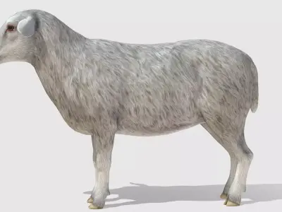 Sheep Low-poly 3D model