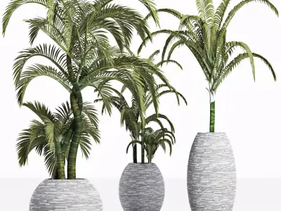 Plants Collection 207 Palms 3D model