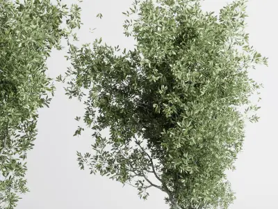 outdoor plant 169 pot old olive tree concrete old vase Low-poly 3D model