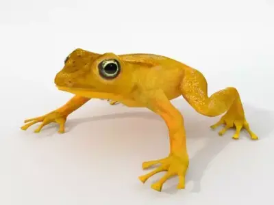 Golden Frog Low-poly 3D model