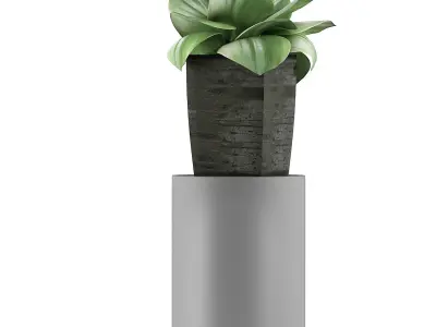 Plants Collection 96 3D model