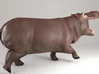Hippopotamus Rigged 3D model