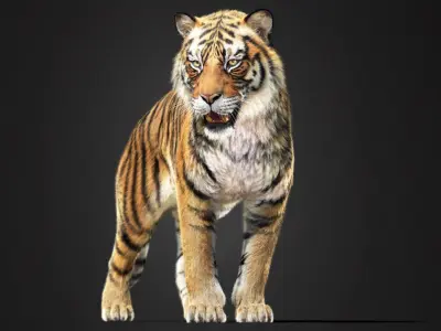 Tiger 2025 static Xgen Core 3D model