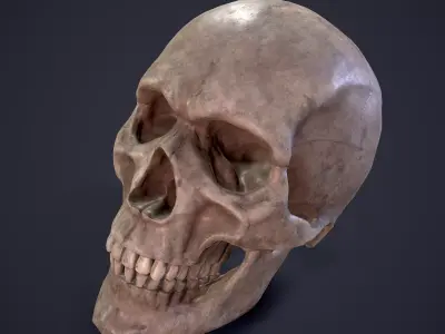 Skull human Free low-poly 3D model