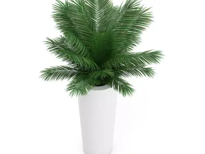 Palm Tree in Round Pot 4 3D model