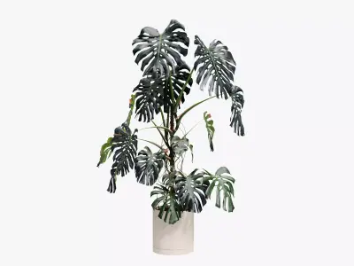 245cm Accurate High-poly Monstera Deliciosa in pot 3D model 3D model