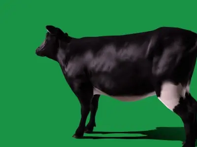 Black Cattle Mammal Low-poly 3D model