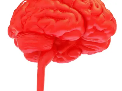 Printable Human Brain  3D model