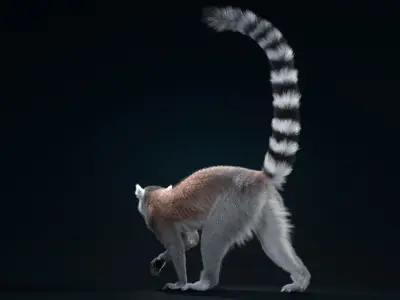 Ring Tailed Lemur Animated  VFX Grace 3D model