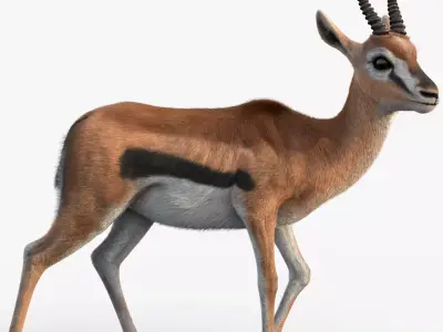 Gazelle 2 FUR Rigged 3D model