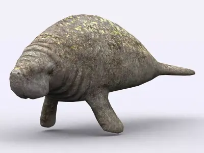 3DRT - Sealife - Manatee Low-poly 3D model