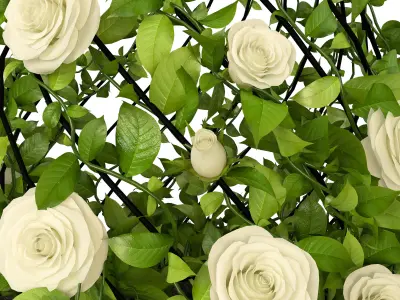 Indoor plants 002 3D model