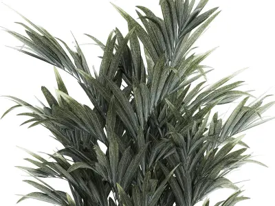 Beautiful palm tree in a flower pot for decoration 1281 3D model