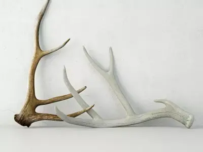 Deer Antlers 3D model