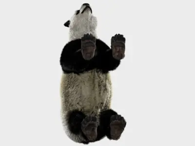 Panda with realistic fur 3D model