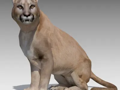 Cougar Animated Low-poly 3D model