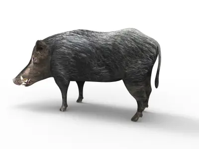 Black Wild Boar Rigged and Animated 3D Models Low-poly 3D model