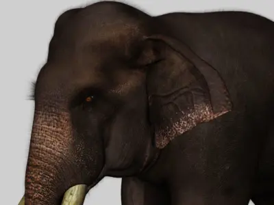 elephant 3d rig model 3D model
