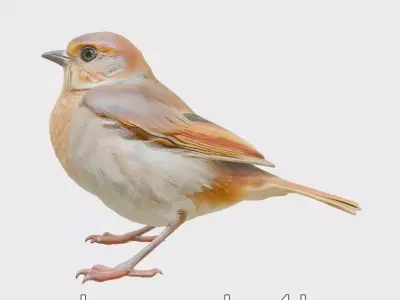 Russet Sparrow 3D Model with Warm Brown Tones Low-poly 3D model