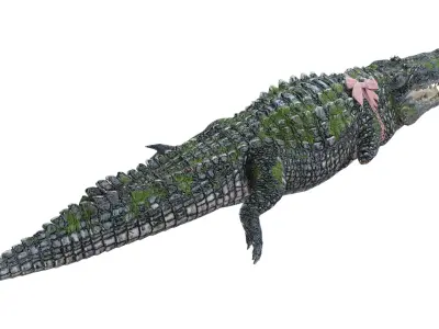 Animated Injured Crocodie Rigged Low-poly 3D model