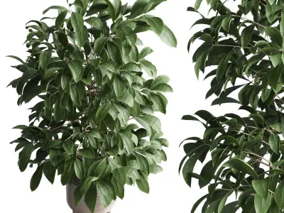 indoor plant of earthenware concrete vases 210 3D model