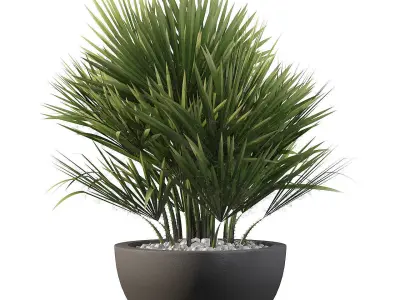 Plants collection 080 3D model