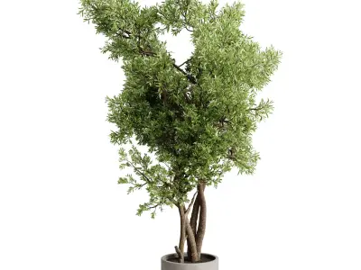Tree Branch palnt - set indoor plant 681  3D model