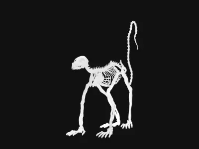 Lemur skeleton 3D model