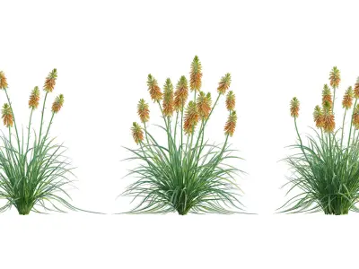 Kniphofia triangularis 3D model
