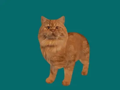 Orange Persian Cat 3D model
