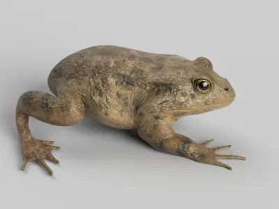 Animated Toad 3D model