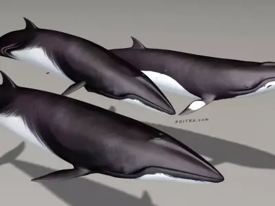 Minke Whales - 3 Poses - Balaenoptera Acutoro - Adult Males - 3D model