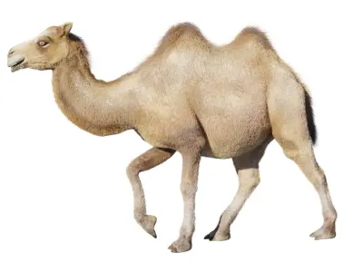 hair effect camel 3D model