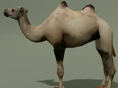 LowPoly Camel 3D model