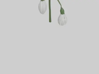 Snowdrop model 3D model