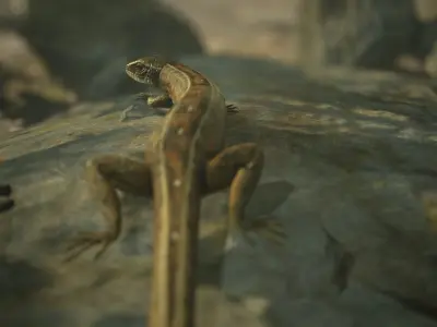 Lizard Lacerta Vivipara Low-poly 3D model