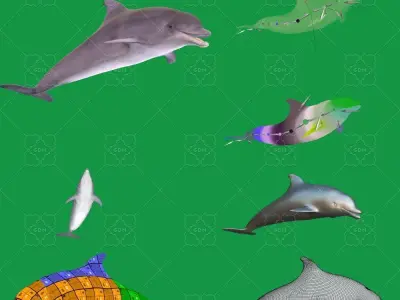 Bottlenose Dolphin 3D model