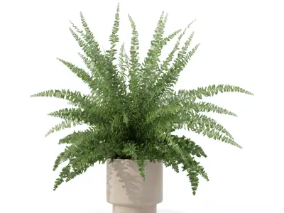 Fern in modern flower pot 3D model