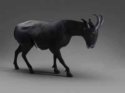 Goat 05 Rigged and Animation Low-poly 3D model